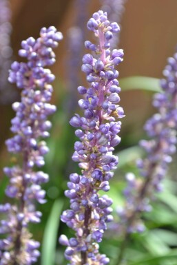 Liriope muscari 'Moneymaker'