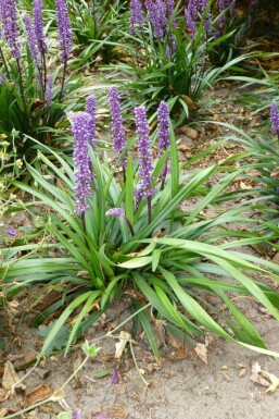 Liriope muscari 'Moneymaker'