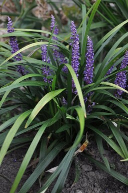 Liriope muscari 'Royal Purple'