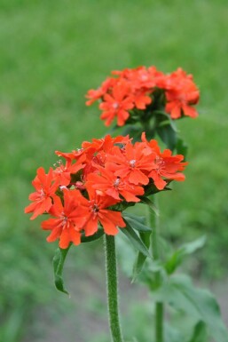 Lychnis chalcedonica