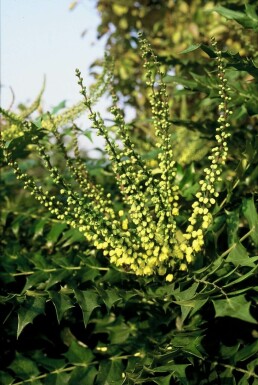 Mahonia × media 'Winter Sun'