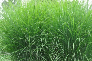 Miscanthus sinensis 'Gracillimus'