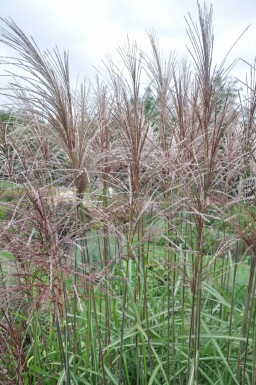 Miscanthus sinensis 'Malepartus'