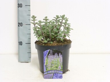 Nepeta faassenii 'Six Hills Giant'