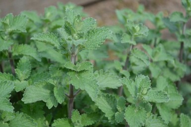 Nepeta faassenii 'Six Hills Giant'