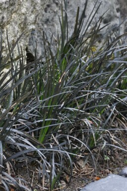 Ophiopogon planiscapus 'Niger'