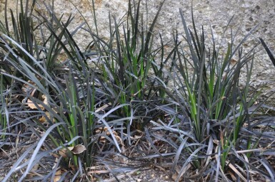 Ophiopogon planiscapus 'Niger'