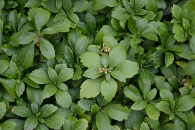 Pachysandra terminalis