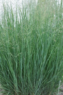 Panicum virgatum 'Heavy Metal'