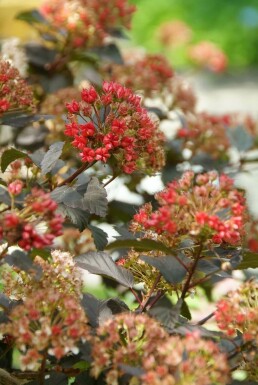 Physocarpus opulifolius 'Diabolo'