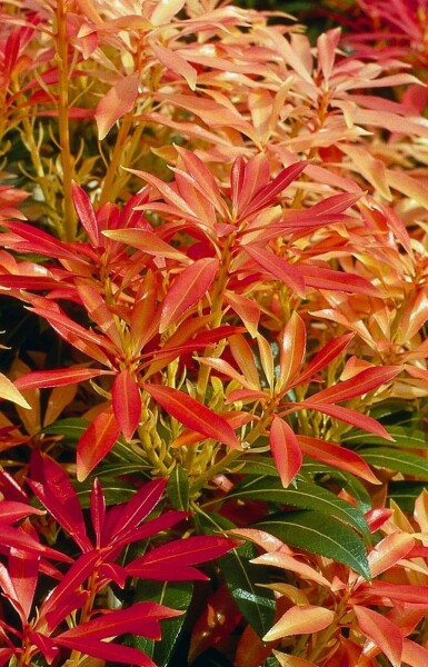 Pieris 'Forest Flame'