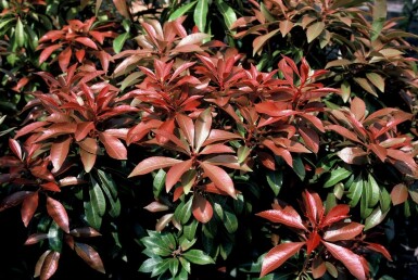 Pieris japonica 'Mountain Fire'