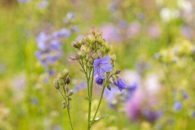 Polemonium caeruleum