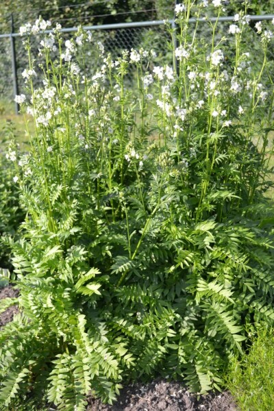 Polemonium caeruleum 'Album'