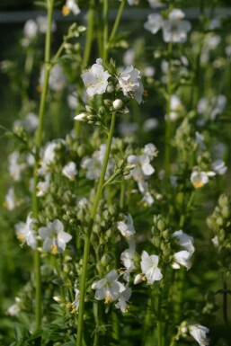 Polemonium caeruleum 'Album'