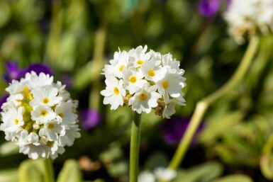 Primula denticulata 'Alba'