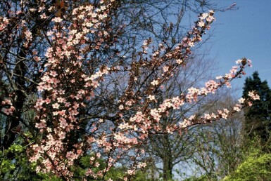 Prunus cerasifera 'Nigra'