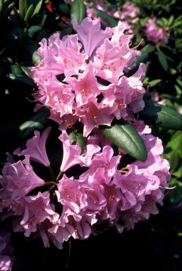 Rhododendron 'Roseum Elegans'