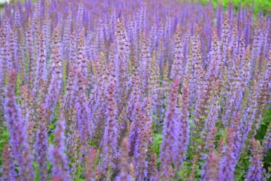 Salvia nemorosa 'Ostfriesland'