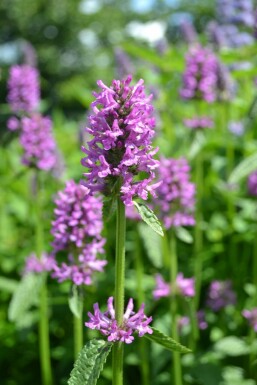 Stachys monieri 'Hummelo'