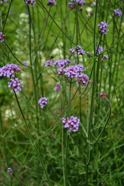 Verbena bonariensis