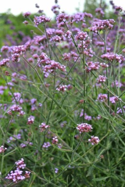 Verbena bonariensis 'Lollipop'