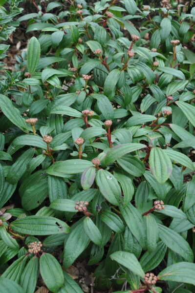 Viburnum davidii