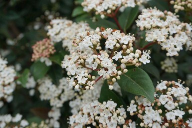 Viburnum tinus