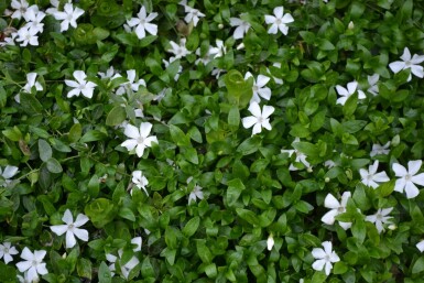 Vinca minor 'Gertrude Jekyll'