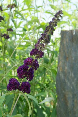 Buddleja davidii 'Black Knight'