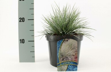 Festuca glauca 'Elijah Blue'