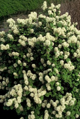 Fothergilla major