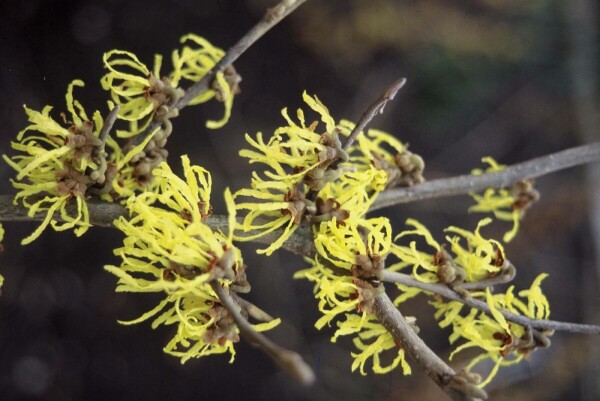 Hamamelis intermedia 'Arnold Promise'