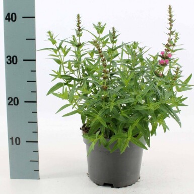 Lythrum salicaria 'Robert'