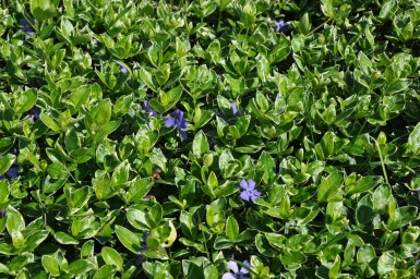 Vinca minor 'Ralph Shugert'