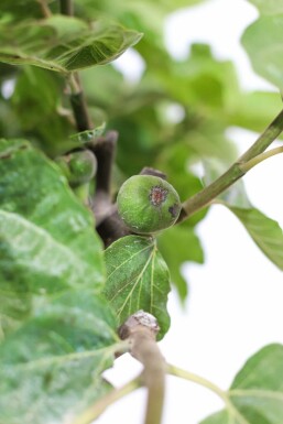 Vijgenboom Ficus Carica Bonsai 100-125 Pot