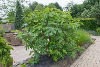 Vijgenboom Ficus Carica Bonsai 100-125 Pot